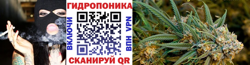 купить наркотики сайты  Змеиногорск  Конопля сатива 